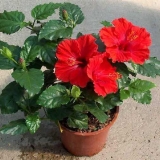 Zašto listovi hibiskusa požute?